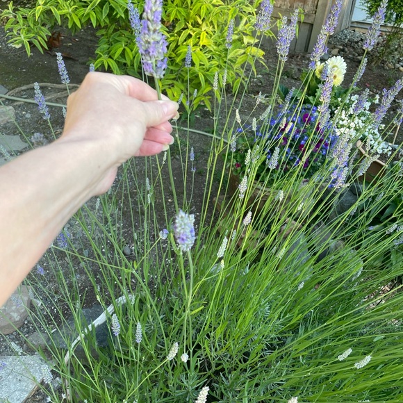 Lavender Sachets 20 for $25 this summers lavender, 2025 - Picture 6 of 6